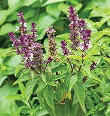 Basil Seeds for Planting