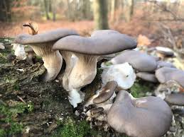 Oyster Mushroom Seeds for Easy Planting