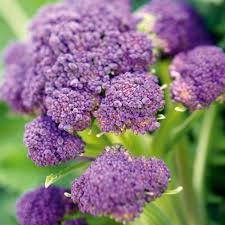 Purple Broccoli Seeds for Planting - Vibrant, Nutritious Vegetable
