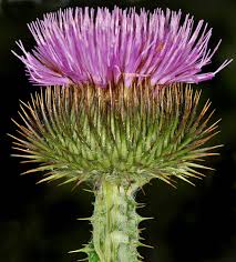 Onopordum Seeds for Thriving Plants - Perfect for Easy Planting
