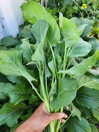 Gailan Vegetable Seeds for Planting