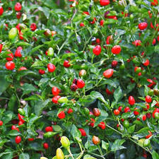 Pequin Chili Seeds for Planting - Vegetable Garden Starter