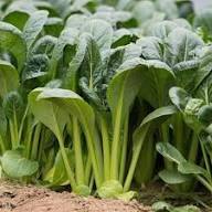 Green Komatsuna Vegetable Seeds for Easy Planting