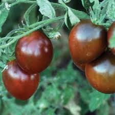 Chocolate Tomato Vegetable Seeds - Perfect for Home Gardens