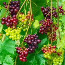 Mixed Grape Fruit Planting Seeds - Diverse & Delicious Grapes for Your Garden