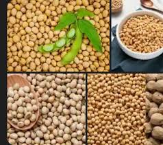 Brown Edible Soybean Seeds - 1 Planting Seeds