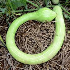 Green Trombocino Vegetable Planting Seeds for Your Garden