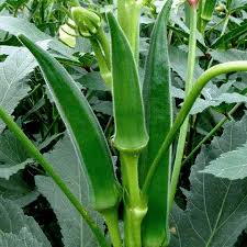 Green Okra Seeds for Planting  Vegetable Garden Essentials