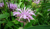 Lemon Bergamot Herb Seeds for Easy Planting