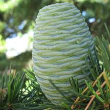 Cedrus Deodara Seeds for Planting