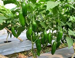 Jalapeno Seeds for Vegetable Planting