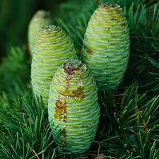 Cedrus Deodara Seeds for Planting