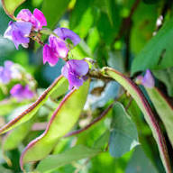 Hyacinth Bean Vegetable Seeds for Planting