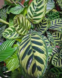 Green Calathea Flower seeds for Planting - Low Maintenance, Heirloom & GMO Free Seeds for Home Garden
