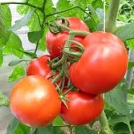 Phoenix Hybrid Tomato Seeds, Planting