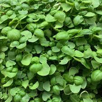 Papalo Porophyllum Ruderale Herb Seeds for Spring and Summer Planting