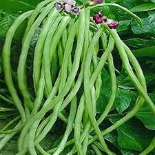 Green Bean Seeds for Planting  Vegetable Garden Essentials