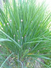 Chive Seeds for Home Planting
