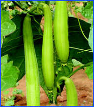 Green Sponge Gourd Vegetable Seeds for Planting