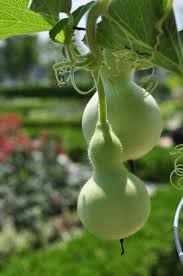 Lagenaria Siceraria Seeds for Planting - Ideal Vegetable Seeds for Your Garden