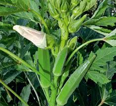 Orka Vegetable Seeds for Planting