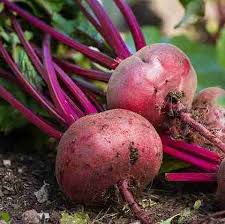 Pink Beetroot Vegetable Planting Seeds
