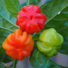 Aji Cubano Dulce Cachucha Pepper Seeds for Planting