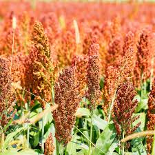 Red Sorghum Vegetable Seeds for Planting