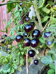 Black Tomato Seeds for Planting