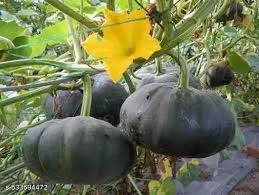 Black Pumpkin Vegetable Seeds for Planting
