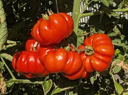 Red Costoluto Tomato Seeds for Vegetable Gardening - Easy Planting