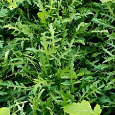 Green Rucola Vegetable Seeds for Planting