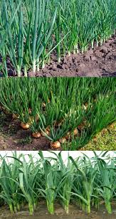 Green Scallion Seeds for Planting - Vegetable Garden Essentials
