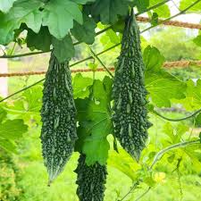 Karela Vegetable Seeds for Easy Planting at Home