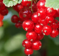Johannisbeere Red Fruit Seeds for Planting - Grow Your Own Juicy Currants!