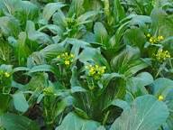Choy Sum Vegetable Seeds for Quick and Easy Growth