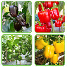 Bell Vegetable Seeds - Perfect for Home Gardening