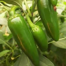 Jalapeno Seeds for Vegetable Planting