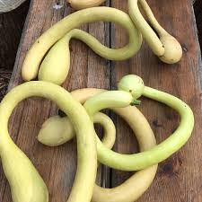 Trombocino Vegetable Seeds for Easy Planting