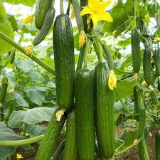 Dark Green Cucumber Seeds for Planting - Premium Vegetable Seeds