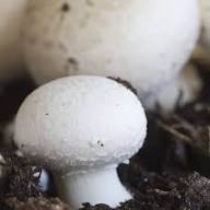 Mycelium Spawn Vegetable Seeds for Easy Planting