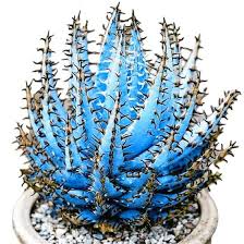 Premium Aloe Vera Seeds  Sky Blue, Ideal for Easy Planting