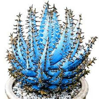 Premium Aloe Vera Seeds  Sky Blue, Ideal for Easy Planting