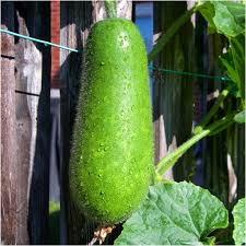 Hairy Gourd Vegetable Seeds for Planting