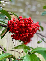 Brown Cotoneaster Seeds for Planting