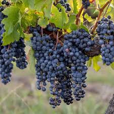 Merlot Grape Seeds for Planting - Grow Your Own Wine Grapes