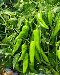 Pepperoncini Vegetable Seeds  Ideal for Home Planting