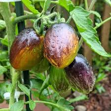 Atomic Tomato Seeds: Ideal for Planting