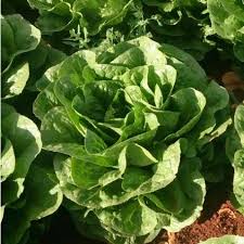 Green Bibb Vegetable Seeds, Essential Planting Tips