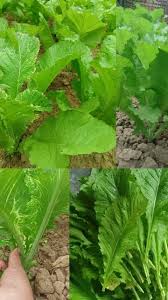 Chinese Mustard Seeds for Planting
